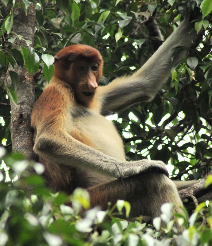 nasique de Bornéo - Proboscis monkey Borneo