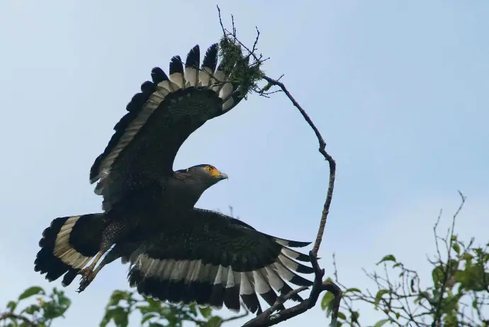 Serpentaire Bacha - Crested Serpent Eagle