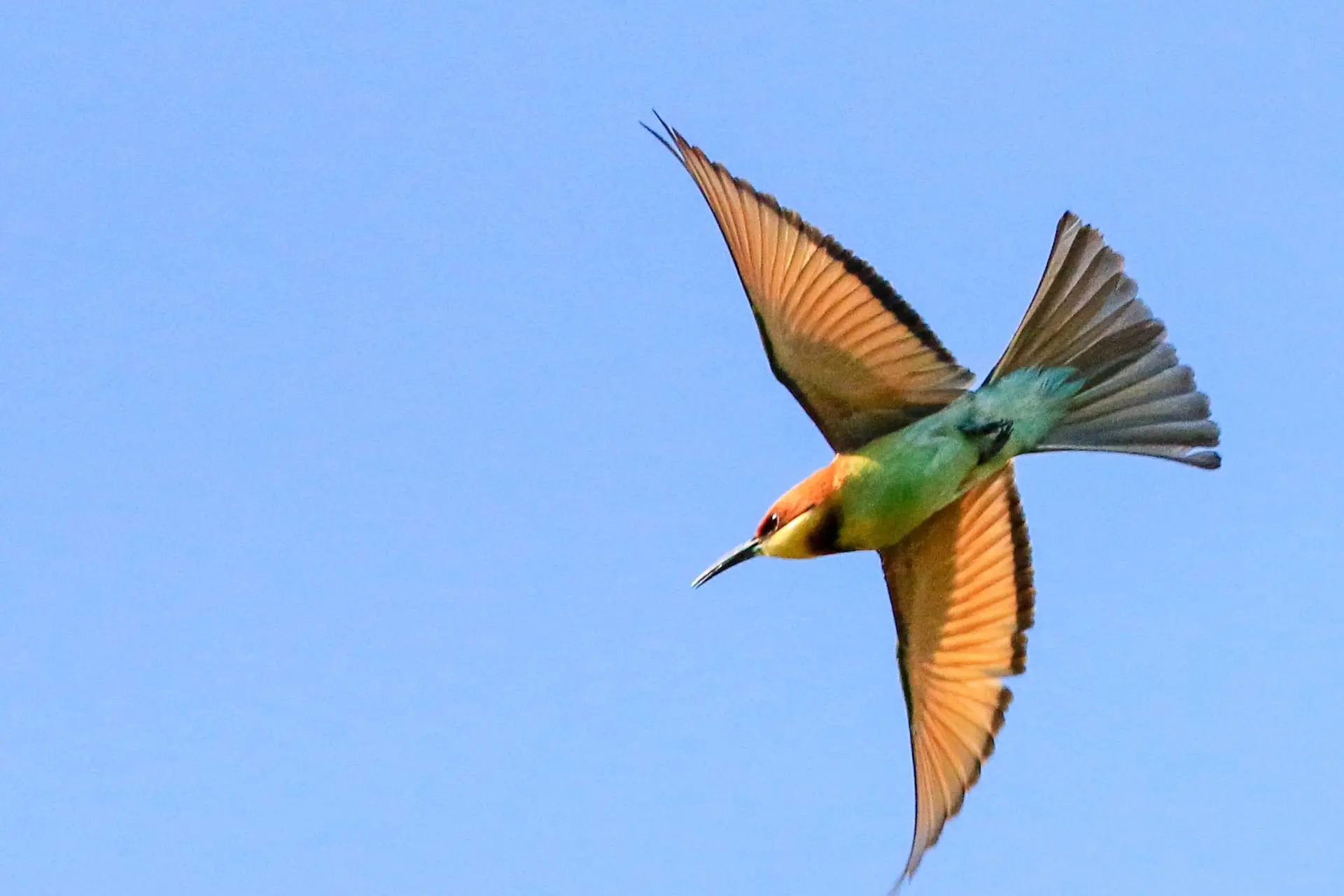 Guêpier de Leschenault - Chestnut headed bee-eater