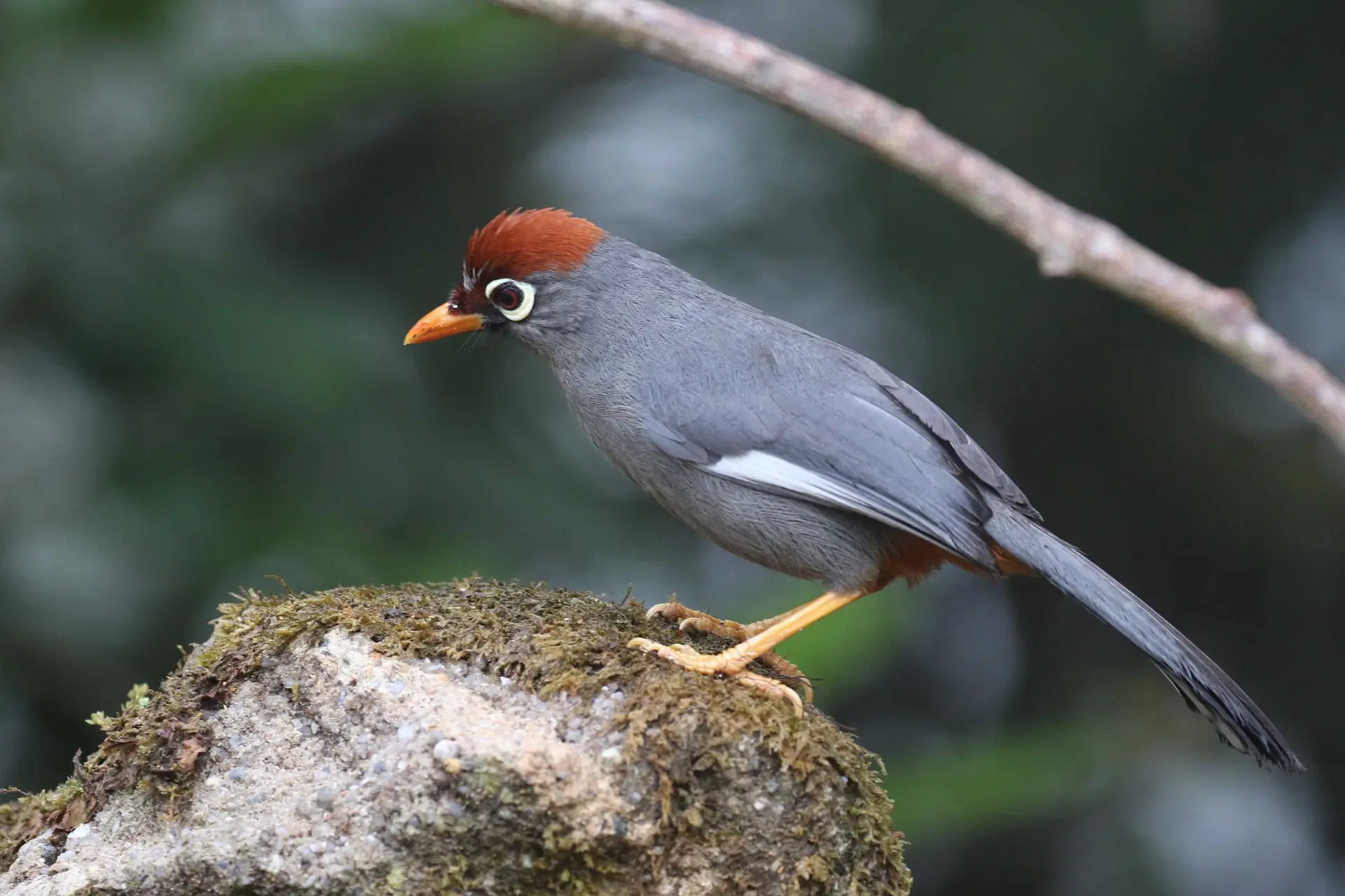 Garrulaxe mitré - Chestnut-capped laughingthrush