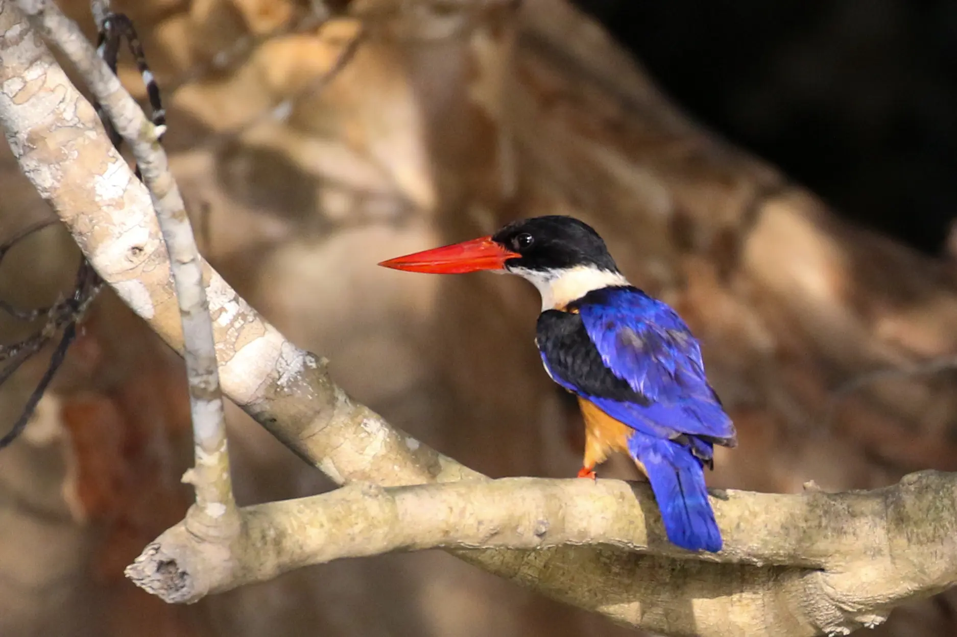 Martin-chasseur à coiffe noire - Black-capped Kingfisher