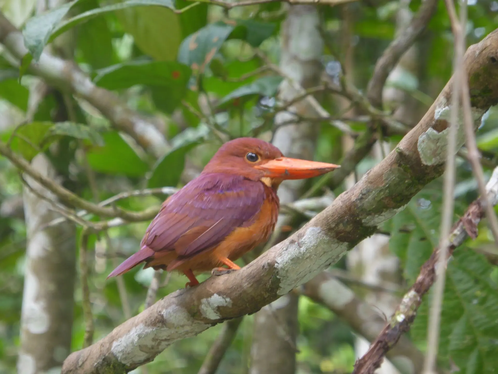 Martin-chasseur violet - Ruddy kingfisher