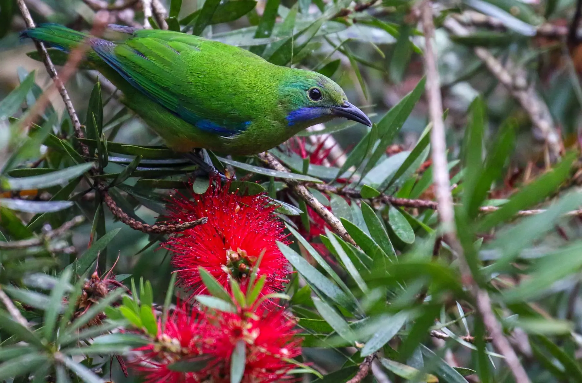 Verdin de Hardwicke - Orange-bellied Leafbird