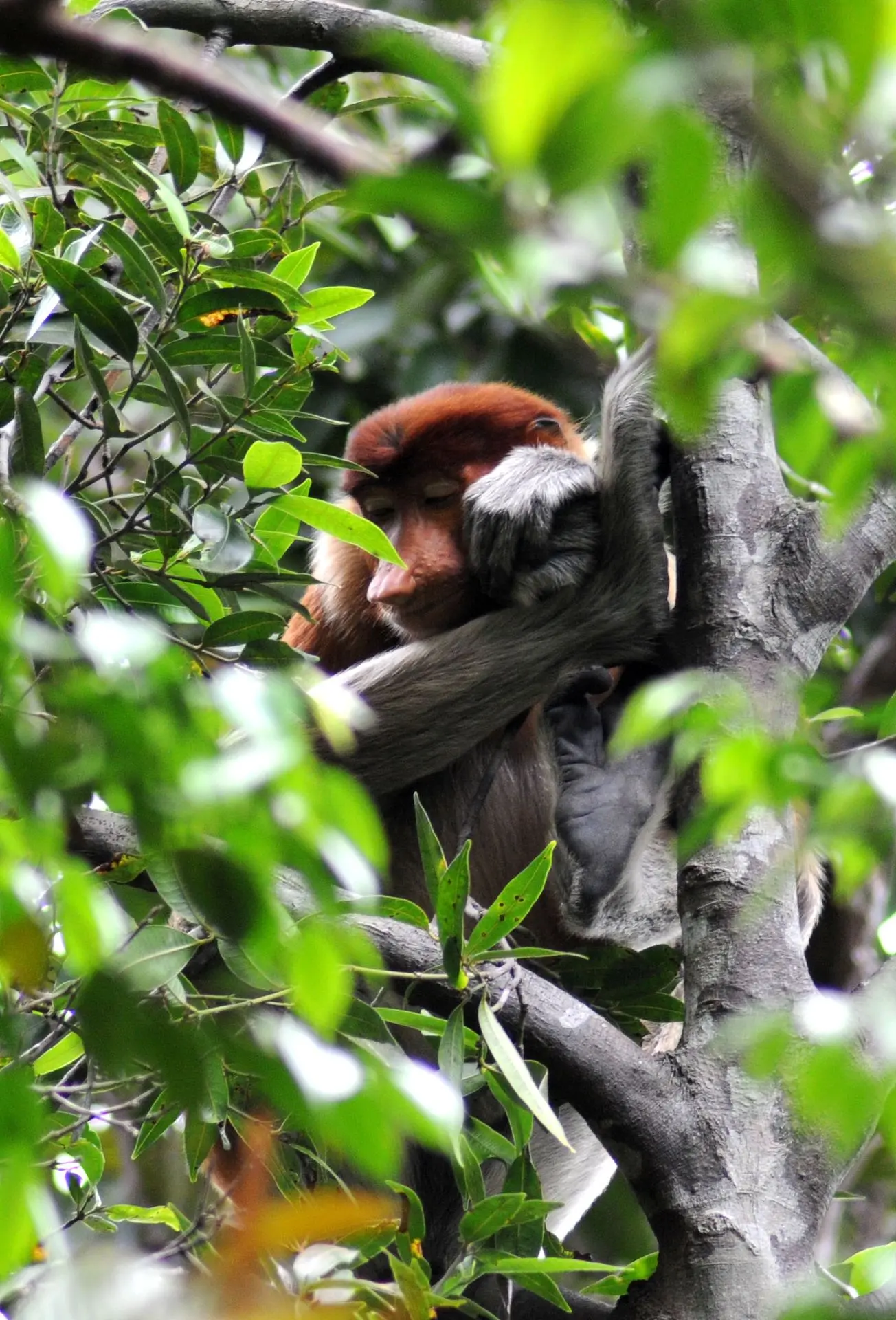 Nasique - Proboscis monkey