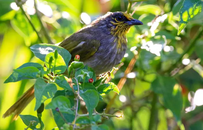 Streaked Bulbul - Bulbul Malais