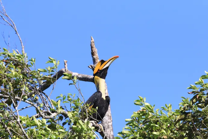 Great Hornbill - Calao Bicorne