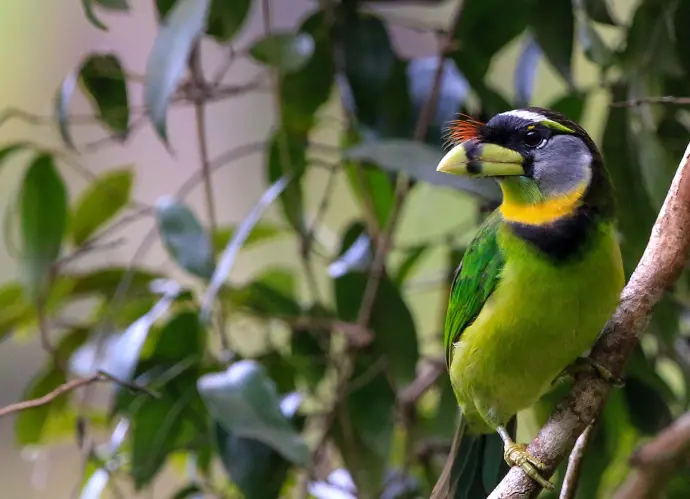 Barbu à collier - Fire-tufted Barbet;