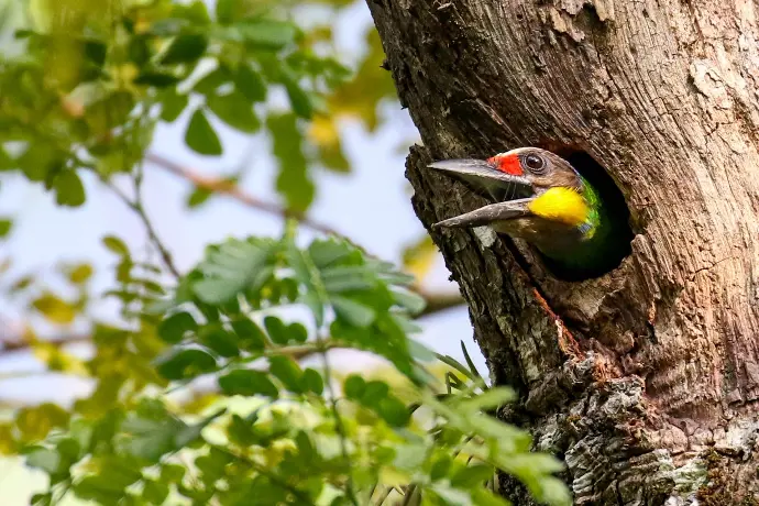 Barbu à joues jaunes - Gold-whiskered barbet