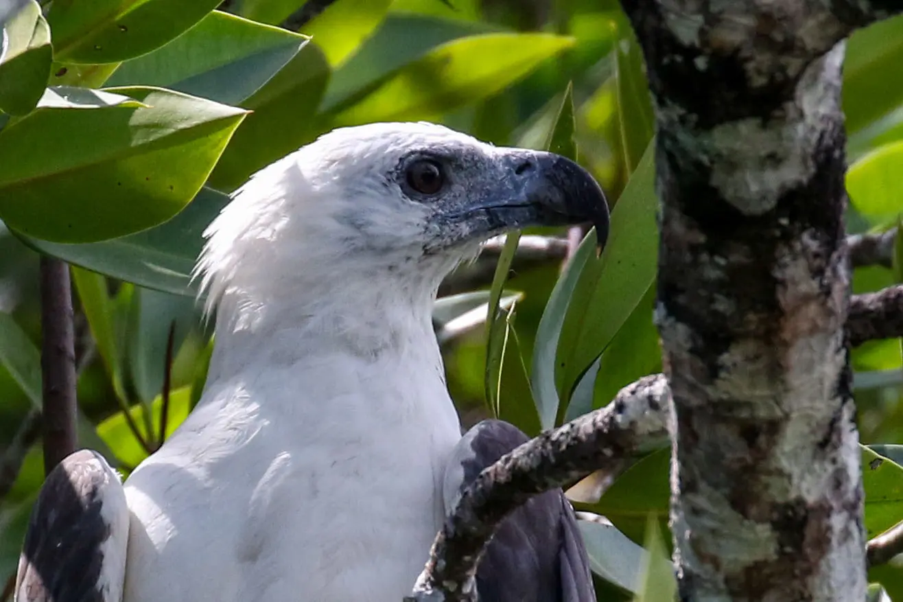 Pygargue Blagre - White bellied sea eagle