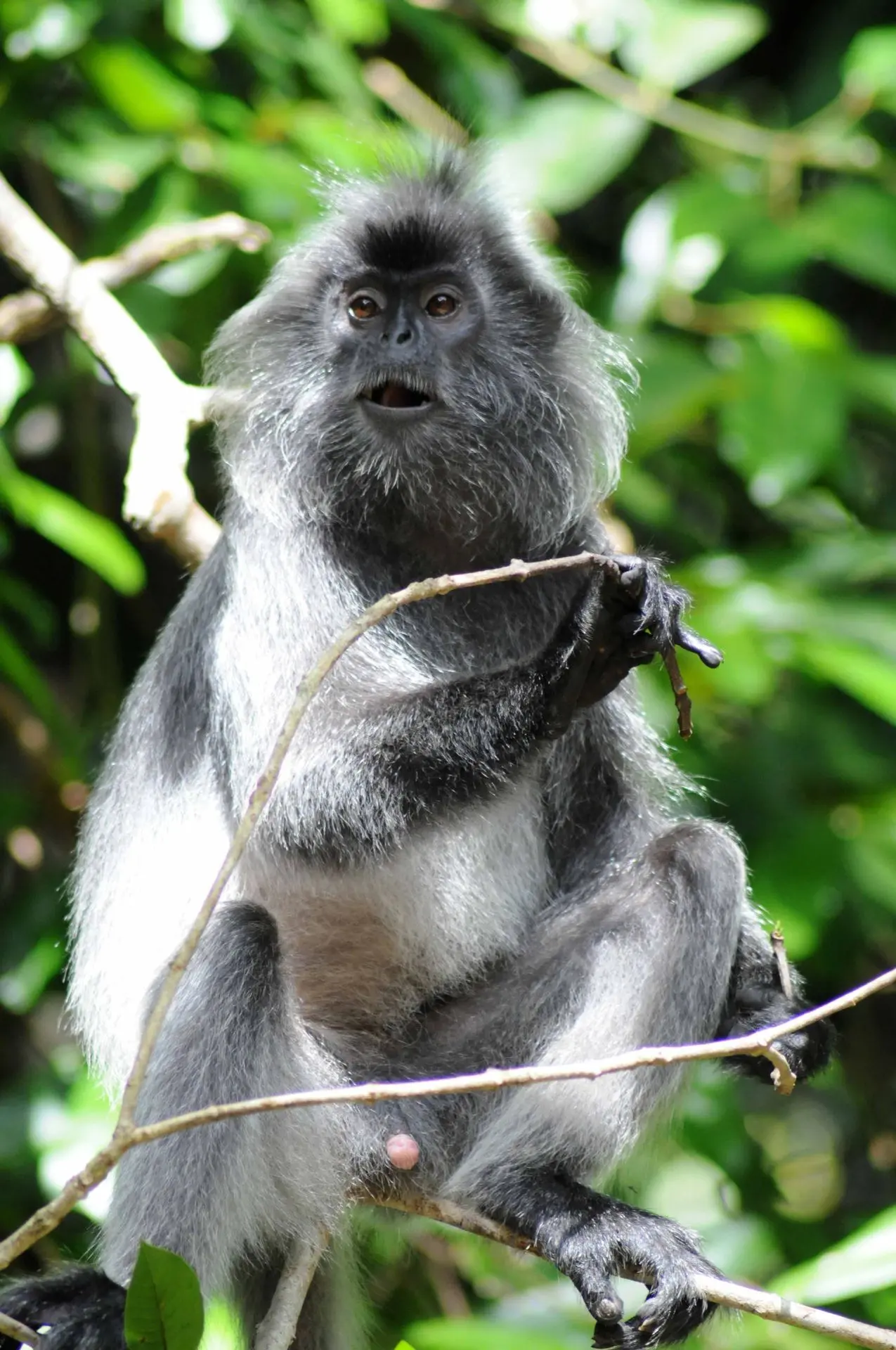 Semnopithèque à coiffe - Silvered leaf monkey