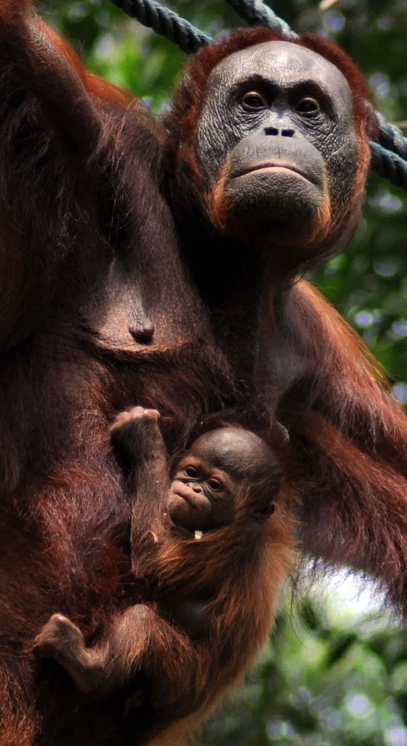 orang outang de Borneo