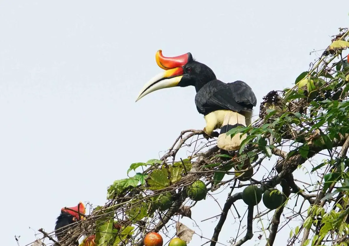 Calao rhinocéros - Rhinoceros Hornbill